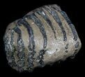 Partial Southern Mammoth M Molar #35941-1